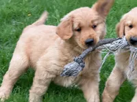 Mason, a male Golden Retriever for sale in Woodstock, CT – Photo 2 of 7