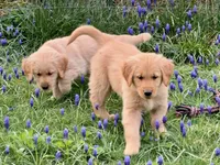 Mason, a male Golden Retriever for sale in Woodstock, CT – Photo 4 of 7