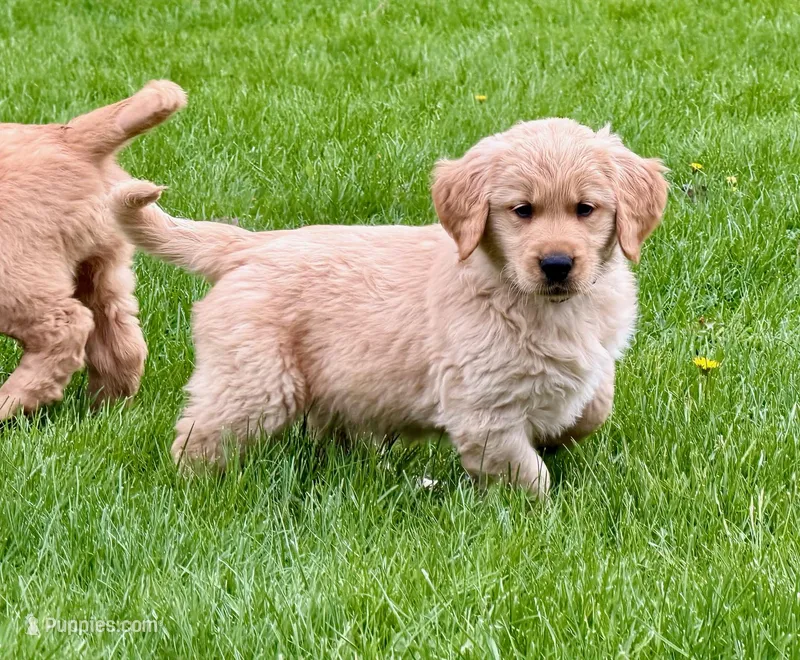Mason – Golden Retriever puppy for sale in Woodstock, CT
