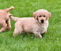 Mason, a male Golden Retriever for sale in Woodstock, CT – Photo 1 of 7