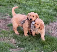 Mason, a male Golden Retriever for sale in Woodstock, CT – Photo 3 of 7