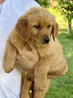 Mason, a male Golden Retriever for sale in Woodstock, CT – 2 of 4