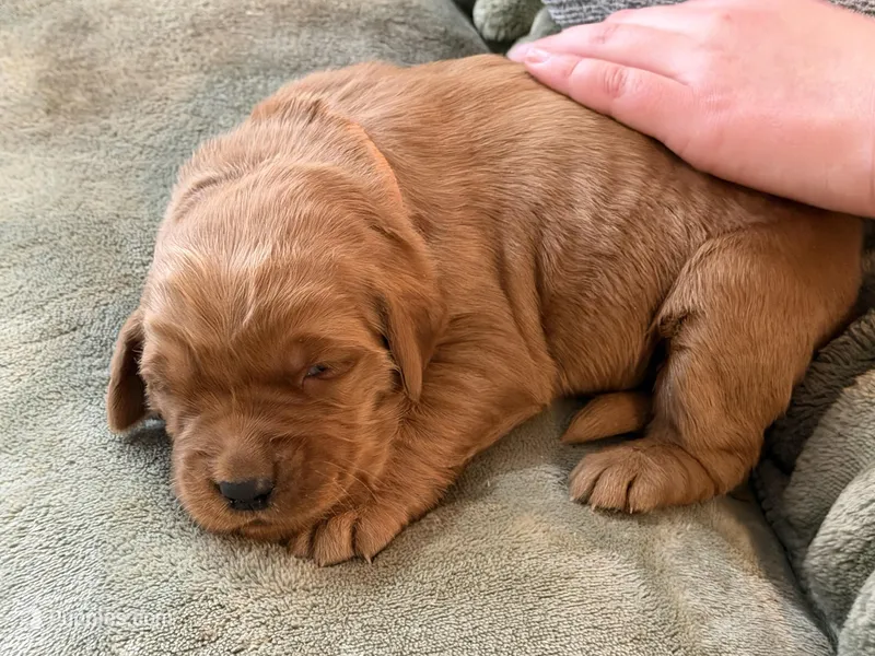 Champ – Golden Retriever puppy for sale in Woodstock, CT