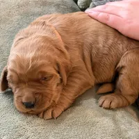 Champ, a female Golden Retriever for sale in Woodstock, CT – Photo 1 of 10