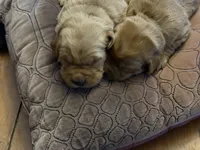 Champ, a female Golden Retriever for sale in Woodstock, CT – Photo 2 of 7