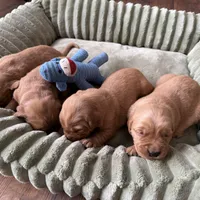 Champ, a female Golden Retriever for sale in Woodstock, CT – Photo 2 of 10