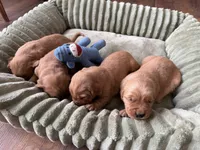 Champ, a female Golden Retriever for sale in Woodstock, CT – Photo 3 of 7