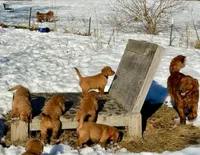 Champ, a female Golden Retriever for sale in Woodstock, CT – Photo 5 of 10