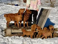 Champ, a female Golden Retriever for sale in Woodstock, CT – Photo 7 of 10