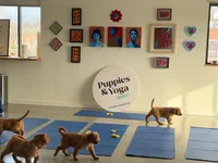 Champ, a female Golden Retriever for sale in Woodstock, CT – Photo 10 of 10