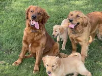 Champ, a female Golden Retriever for sale in Woodstock, CT – Photo 4 of 7
