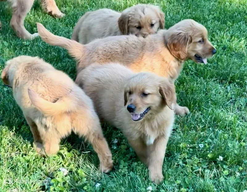 Levi – Golden Retriever puppy for sale in Woodstock, CT