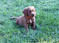 Levi, a male Goldendoodle for sale in Woodstock, CT – 2 of 10