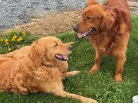 Flora, a female Golden Retriever for sale in Woodstock, CT – Photo 9 of 9
