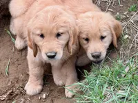 Flora, a female Golden Retriever for sale in Woodstock, CT – Photo 7 of 9