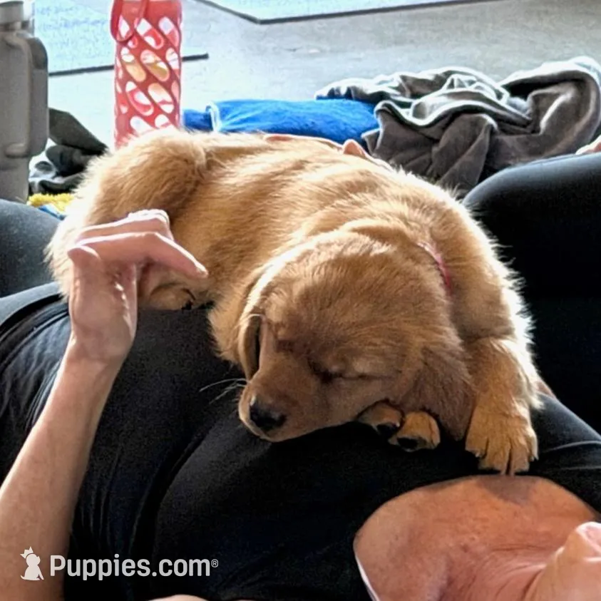 Harley – Golden Retriever puppy for sale in Woodstock, CT