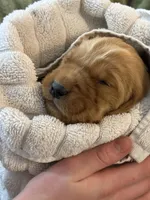 Harley, a male Golden Retriever for sale in Woodstock, CT – Photo 4 of 7