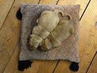 Harley, a male Golden Retriever for sale in Woodstock, CT – Photo 5 of 7