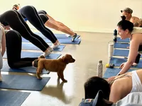 Harley, a male Golden Retriever for sale in Woodstock, CT – Photo 6 of 7