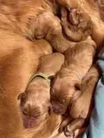 Harley, a male Golden Retriever for sale in Woodstock, CT – Photo 3 of 7