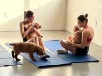 Harley, a male Golden Retriever for sale in Woodstock, CT – Photo 5 of 7