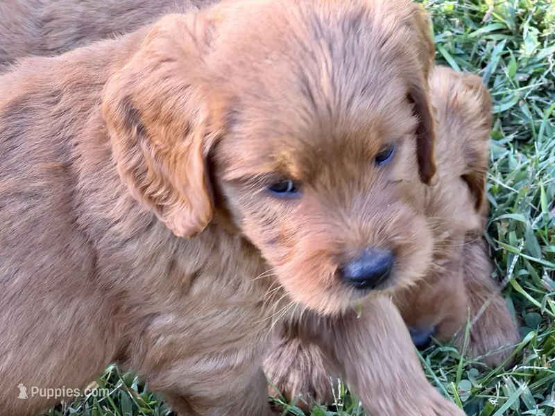 Charlie – Goldendoodle puppy for sale in Woodstock, CT