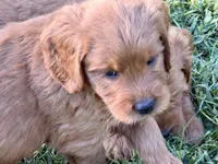 Charlie, a male Goldendoodle for sale in Woodstock, CT – 1 of 10
