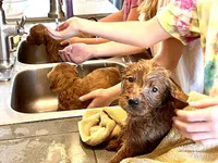 Mason, a male Goldendoodle for sale in Woodstock, CT – 9 of 10