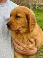 Amber, a female Golden Retriever for sale in Woodstock, CT – Photo 2 of 9