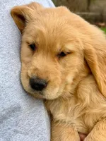 Amber, a female Golden Retriever for sale in Woodstock, CT – Photo 1 of 9