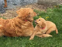 Amber, a female Golden Retriever for sale in Woodstock, CT – Photo 3 of 9