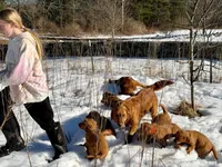 Amber, a female Golden Retriever for sale in Woodstock, CT – Photo 8 of 8