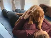 Amber, a female Golden Retriever for sale in Woodstock, CT – Photo 5 of 8