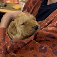 Amber, a female Golden Retriever for sale in Woodstock, CT – Photo 1 of 8