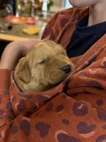 Amber, a female Golden Retriever for sale in Woodstock, CT – Photo 5 of 9