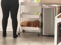 Amber, a female Golden Retriever for sale in Woodstock, CT – Photo 6 of 8