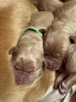 Amber, a female Golden Retriever for sale in Woodstock, CT – Photo 1 of 9