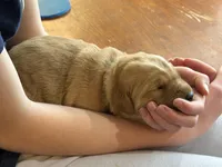 Amber, a female Golden Retriever for sale in Woodstock, CT – Photo 4 of 9