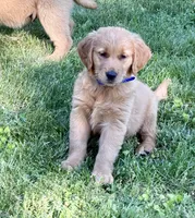 Levi, a male Golden Retriever for sale in Woodstock, CT – 6 of 9