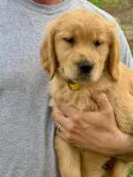 Maggie, a female Golden Retriever for sale in Woodstock, CT – Photo 2 of 9