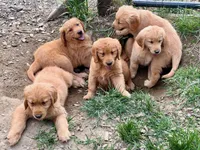 Maggie, a female Golden Retriever for sale in Woodstock, CT – Photo 6 of 9