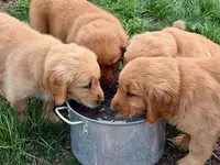 Maggie, a female Golden Retriever for sale in Woodstock, CT – Photo 9 of 9