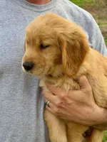 Maggie, a female Golden Retriever for sale in Woodstock, CT – Photo 1 of 9