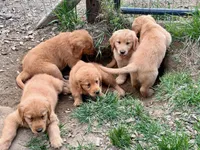 Maggie, a female Golden Retriever for sale in Woodstock, CT – Photo 5 of 9