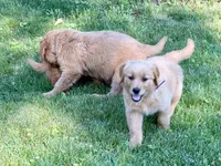 Levi, a male Golden Retriever for sale in Woodstock, CT – 2 of 9