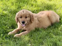 Harry, a male Golden Retriever for sale in Woodstock, CT – 3 of 9