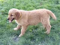 Harry, a male Golden Retriever for sale in Woodstock, CT – 2 of 9