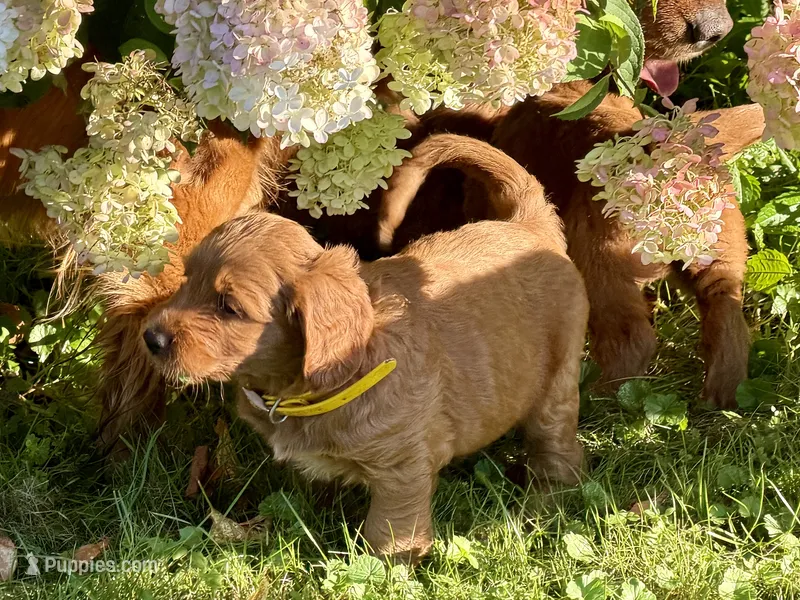 Amber – Goldendoodle puppy for sale in Woodstock, CT