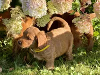 Amber, a female Goldendoodle for sale in Woodstock, CT – 1 of 10