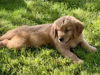 Mason, a male Golden Retriever for sale in Woodstock, CT – 3 of 4
